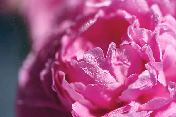 single-peony